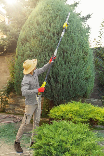 Best Tree Maintenance Programs  in Dumfries, VA