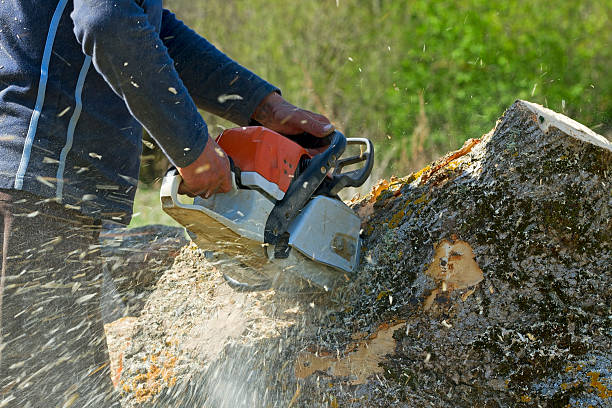 Best Commercial Tree Services  in Dumfries, VA